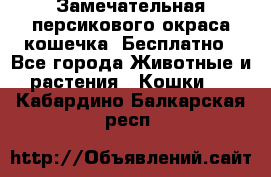 Замечательная персикового окраса кошечка. Бесплатно - Все города Животные и растения » Кошки   . Кабардино-Балкарская респ.